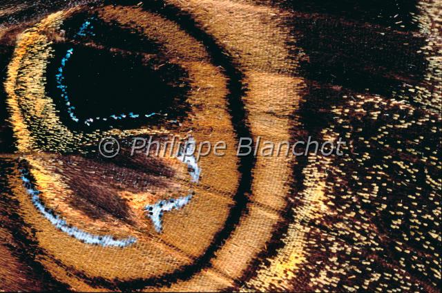 aile cyligramma duplex.JPG - Gros plan, aile de Cyligramma duplexOcelle de NoctuelleLepidoptera, Noctuidae, CatocalinaeMadagascar